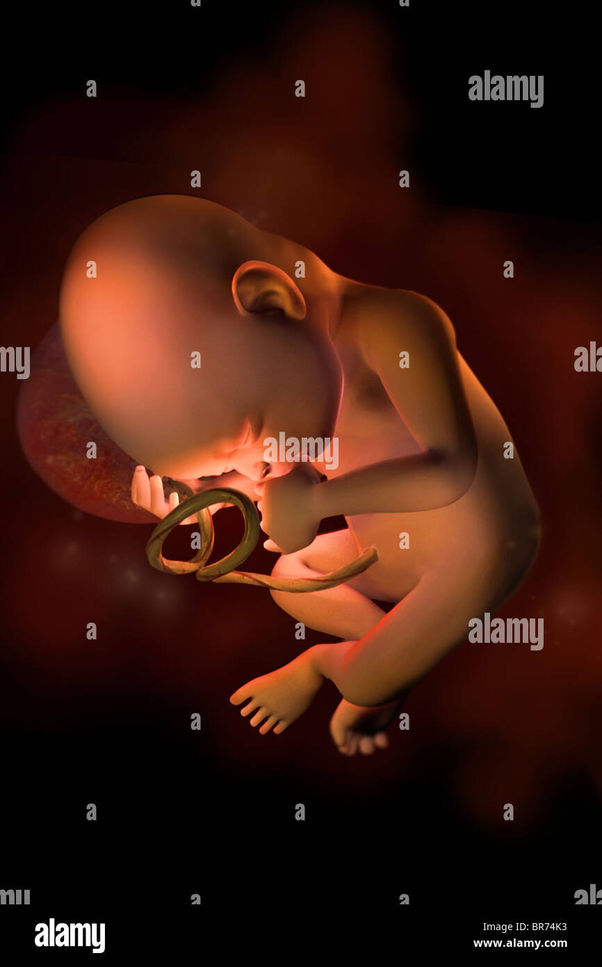 This 3D medical image depicts a fetus at (30) week. Stock Photo