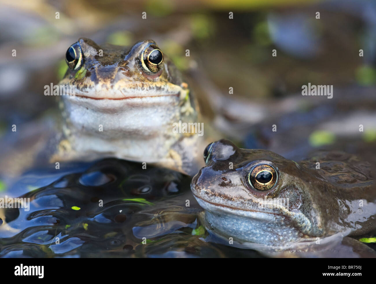 A pair of Common Frogs Rana temporaria with spawn in a London garden pond Stock Photo Alamy