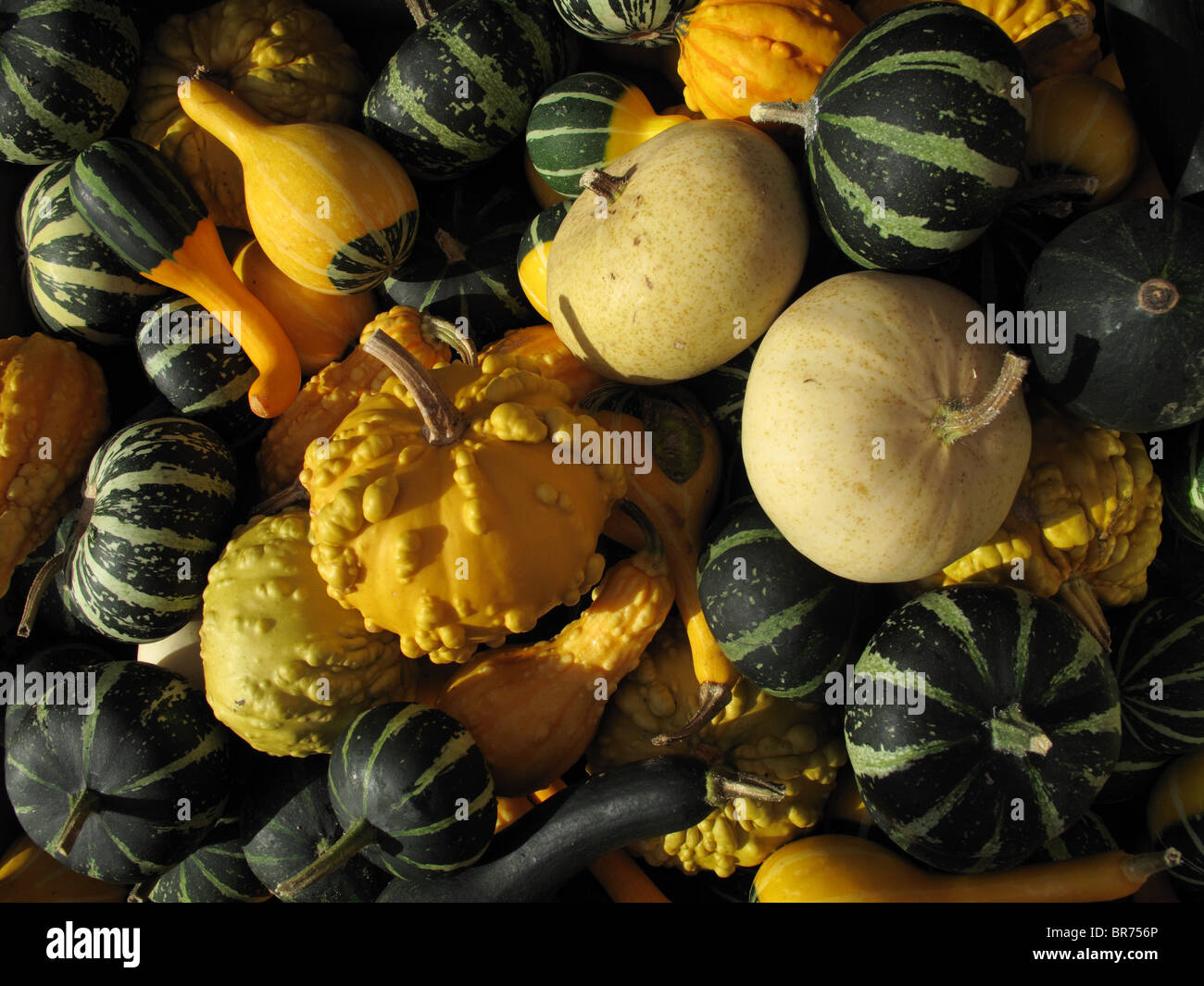 Ornamental gourds (Cucurbita pepo ssp) Stock Photo