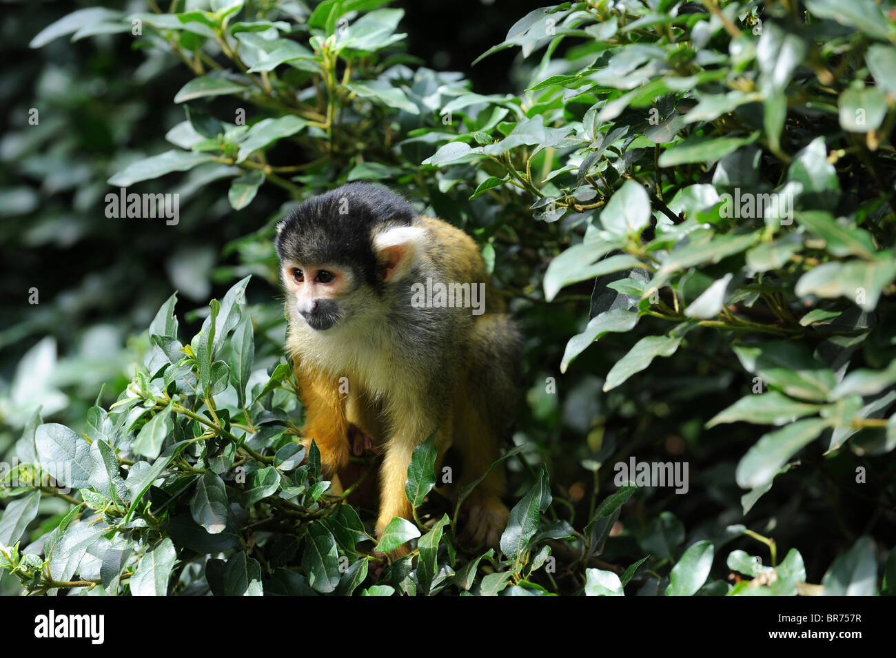 Squirrel monkey at London Zoo Stock Photo Alamy