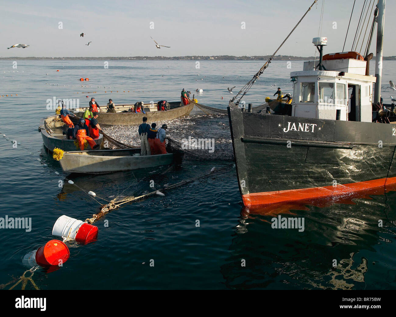 a fleet of trap fishing boats hauling up the net traps at