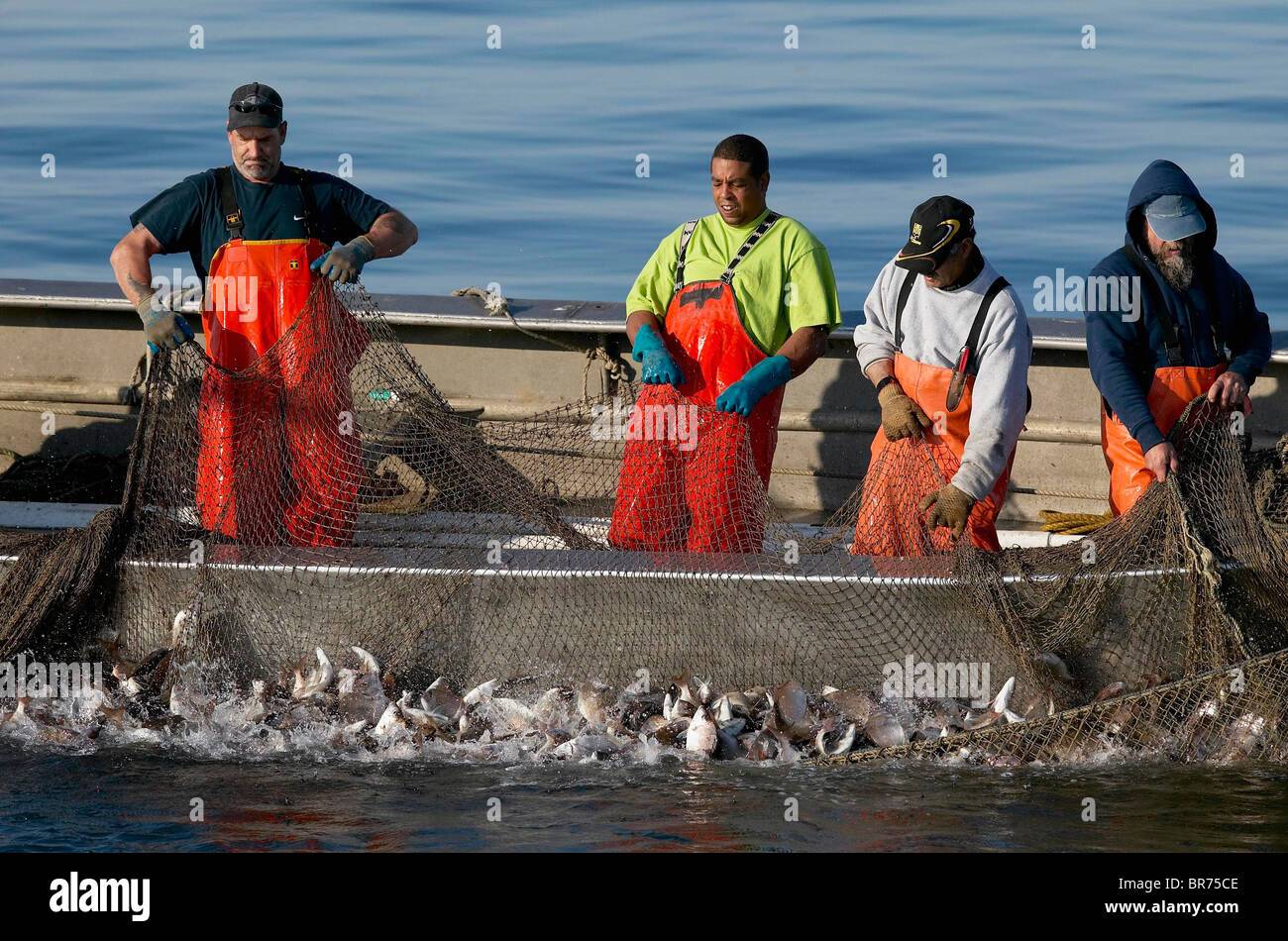 Fishermen hauling in the nets full of fish on a trap boat. Menhaden, striped bass and blue fish among others are caught as they Stock Photo