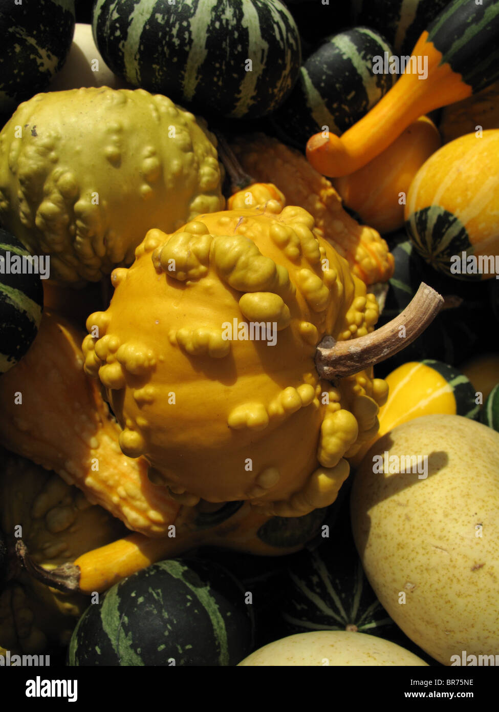Yellow ornamental gourd (Cucurbita pepo ssp Stock Photo Alamy