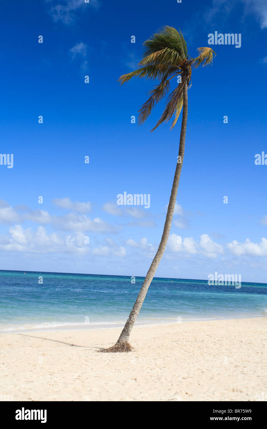 Wind blows through a  solitary palm tree on an empty tropical beach Stock Photo