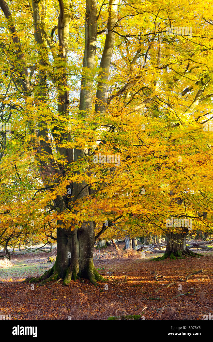 An ancient Beechtree in autumn in the New Forest Stock Photo