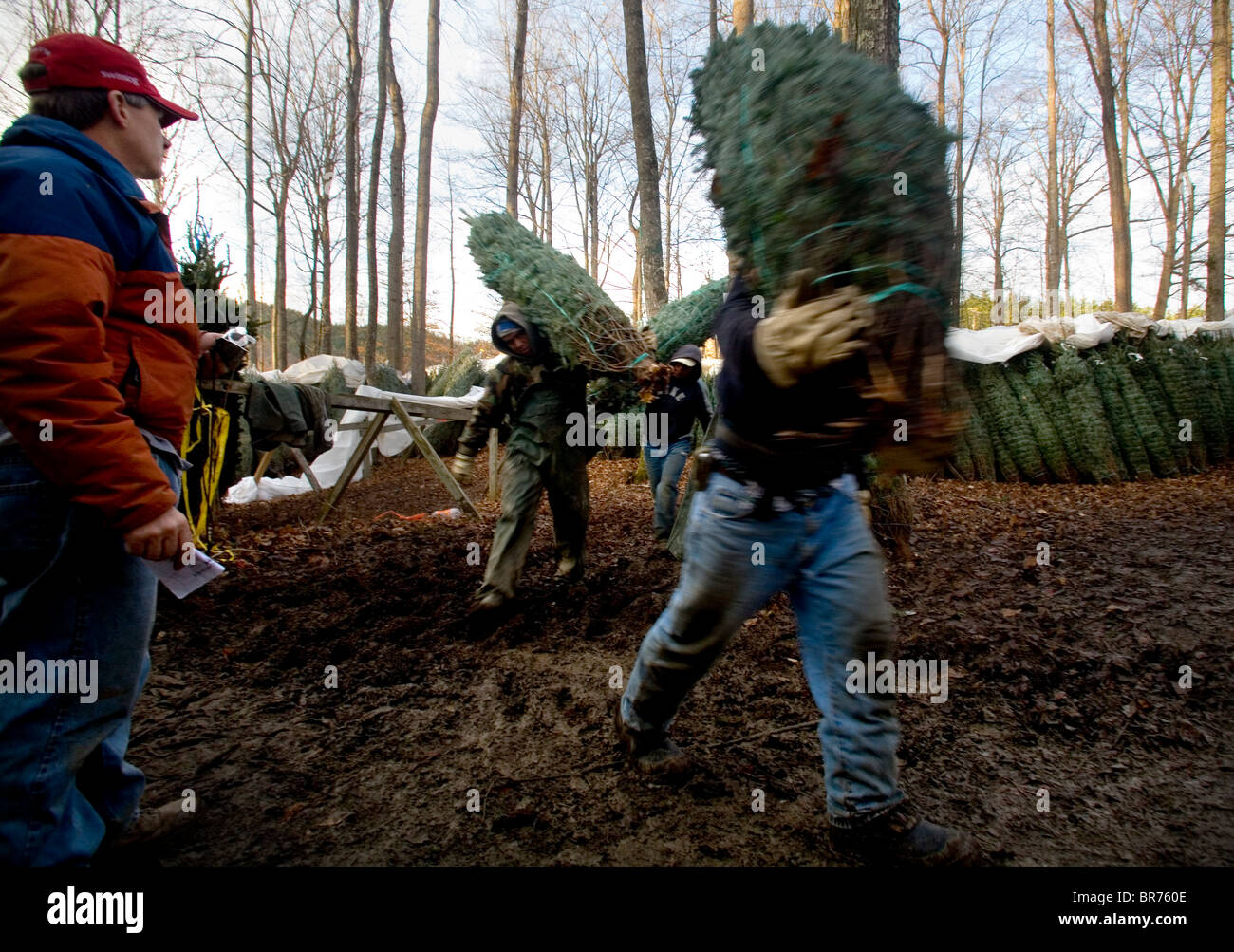 Workers trees north carolina hi-res stock photography and images - Alamy
