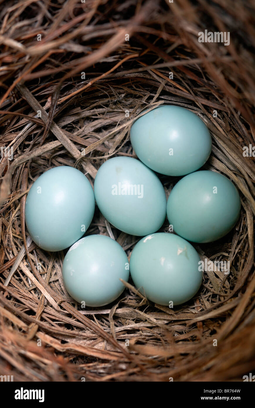 Eastern Bluebird eggs in the nest Stock Photo Alamy