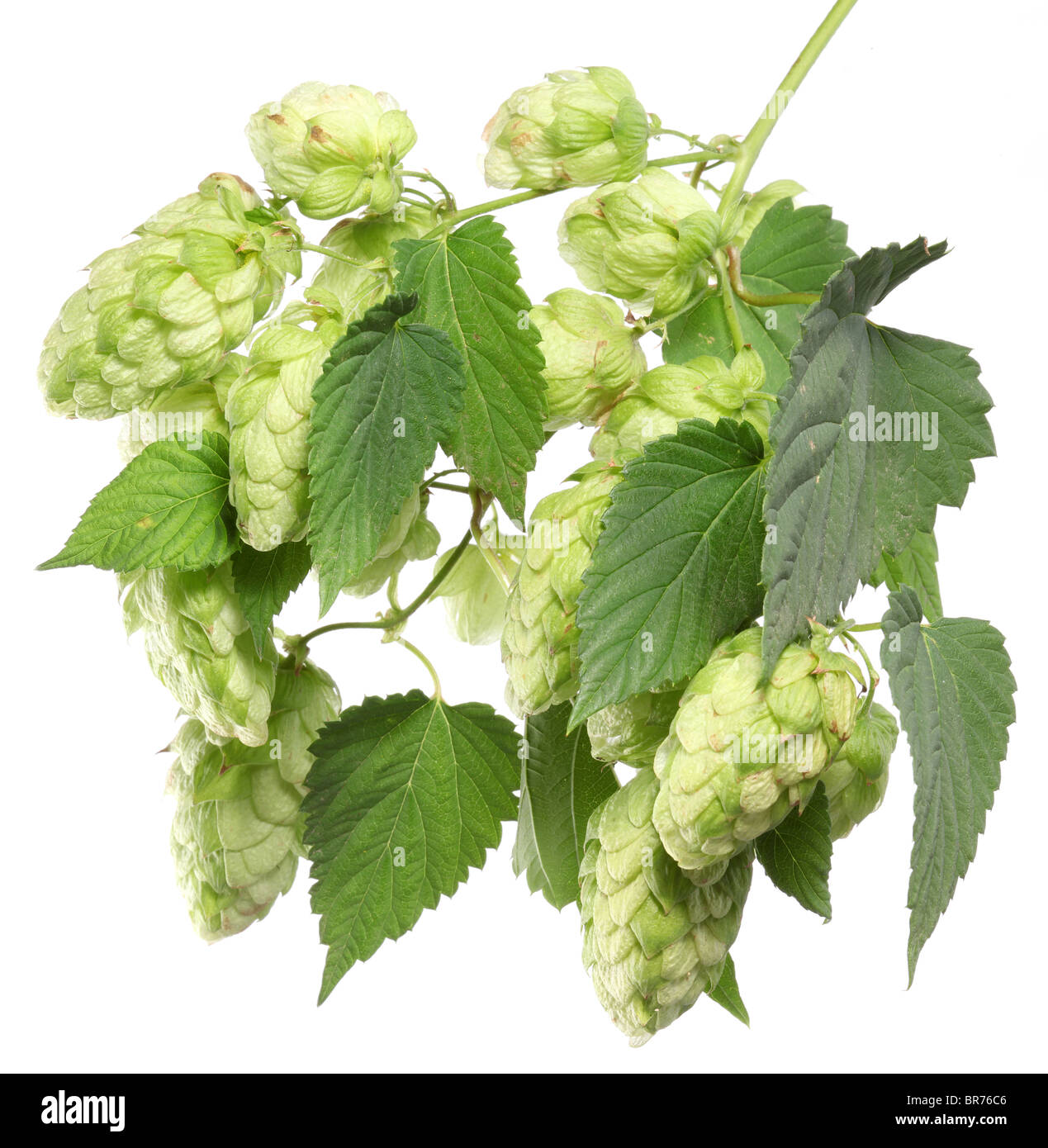 branch of hops on a white background Stock Photo