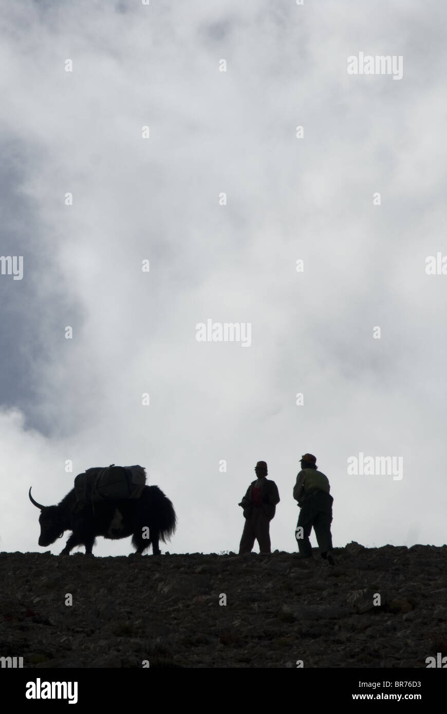 Tibetan drokpa or nomad with yak on Mount Gurla Tibet. Stock Photo