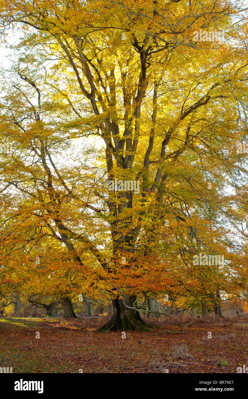 An ancient Beechtree in autumn in the New Forest Stock Photo