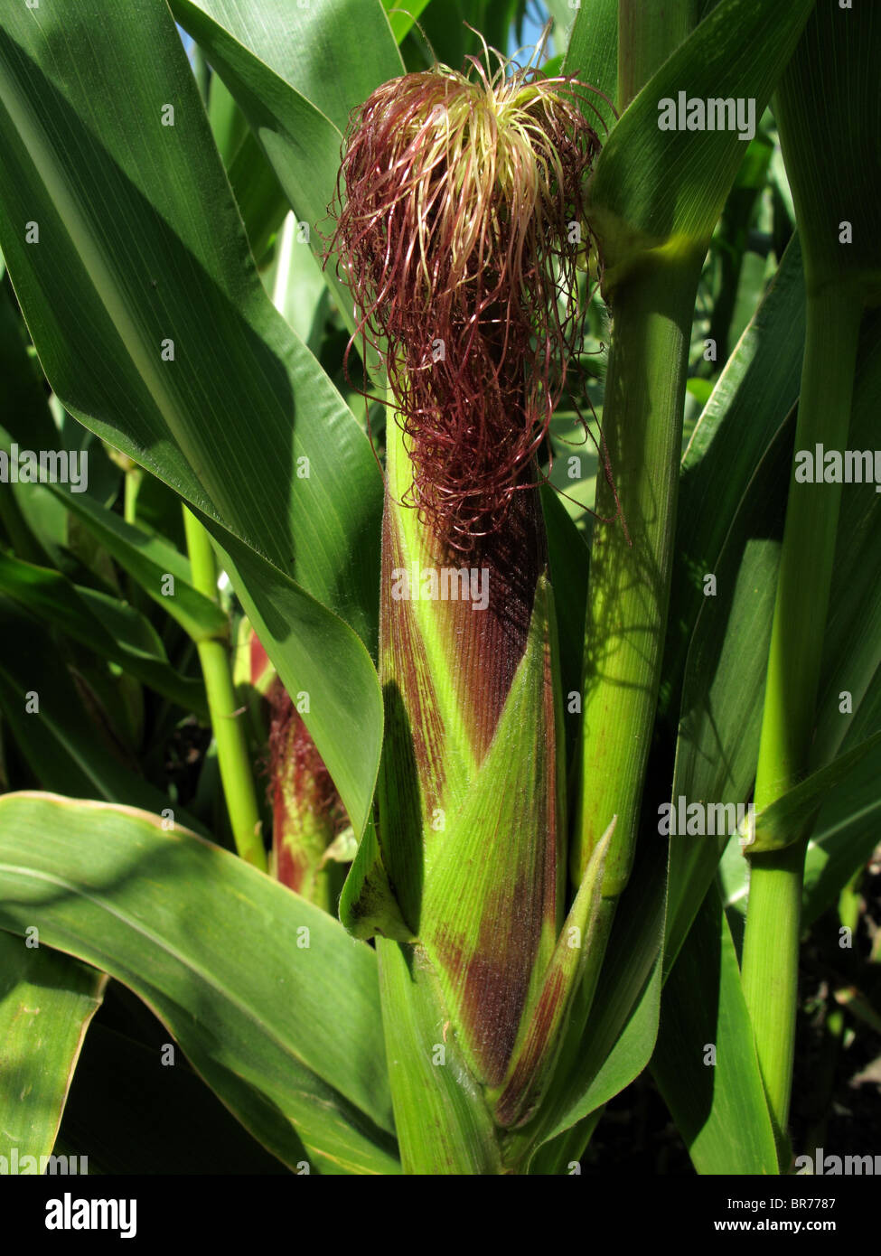 Corn on the cob on the plant Stock Photo