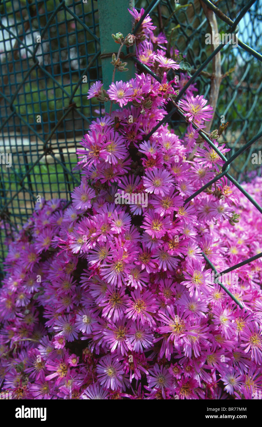 Flowers climbing fence Stock Photo - Alamy