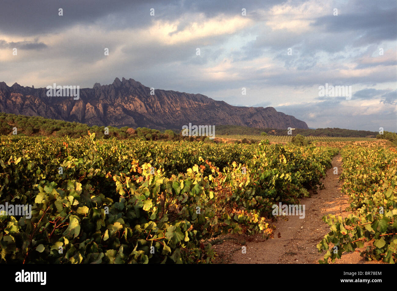 Vineyards near Montserrat Stock Photo