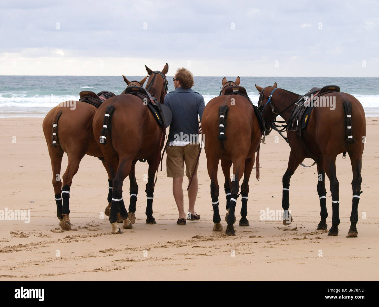 Polo ponies being exercised on the beach, Watergate Bay, Newquay, Cornwall, UK Stock Photo