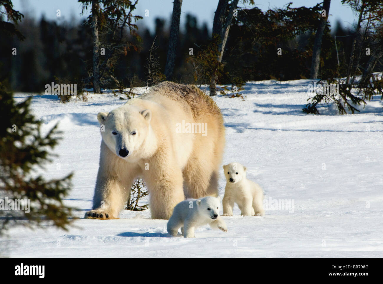 Polar Bear (Ursus Maritimus) Sow And Cubs Walking In Wapusk National Park; Churchill, Manitoba, Canada Stock Photo