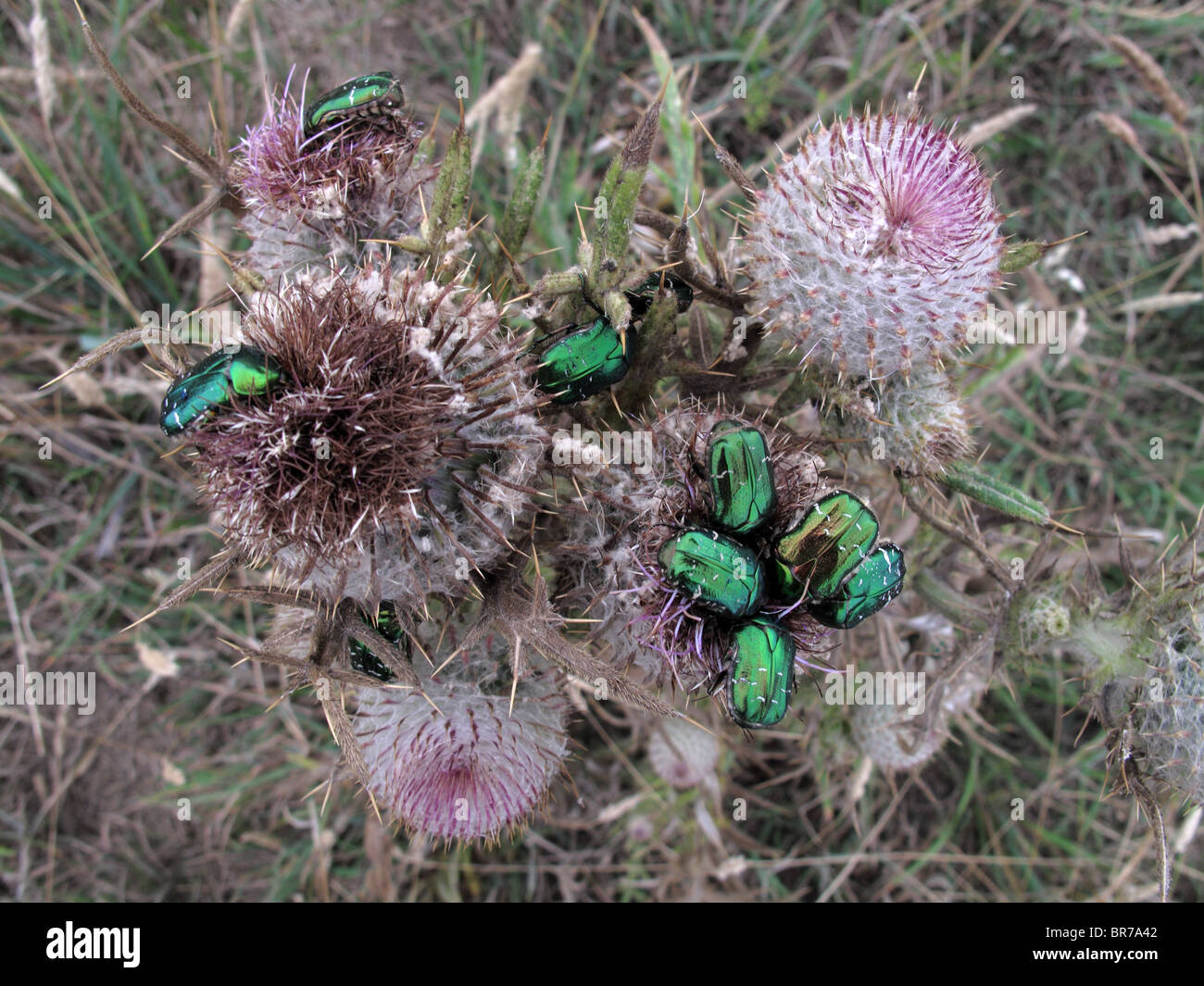 Rose Chafer beetles (Cetonia aurata) Stock Photo