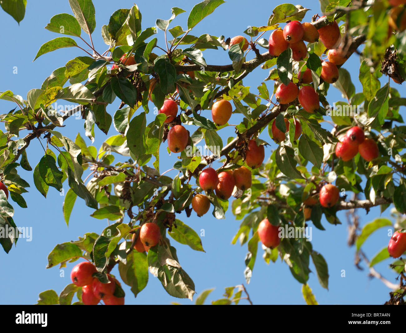 Crab apples, UK Stock Photo Alamy
