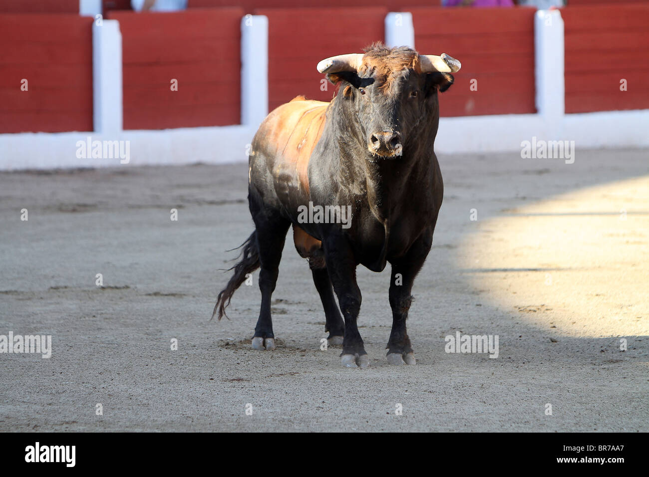 Animal salvaje, España Stock Photo