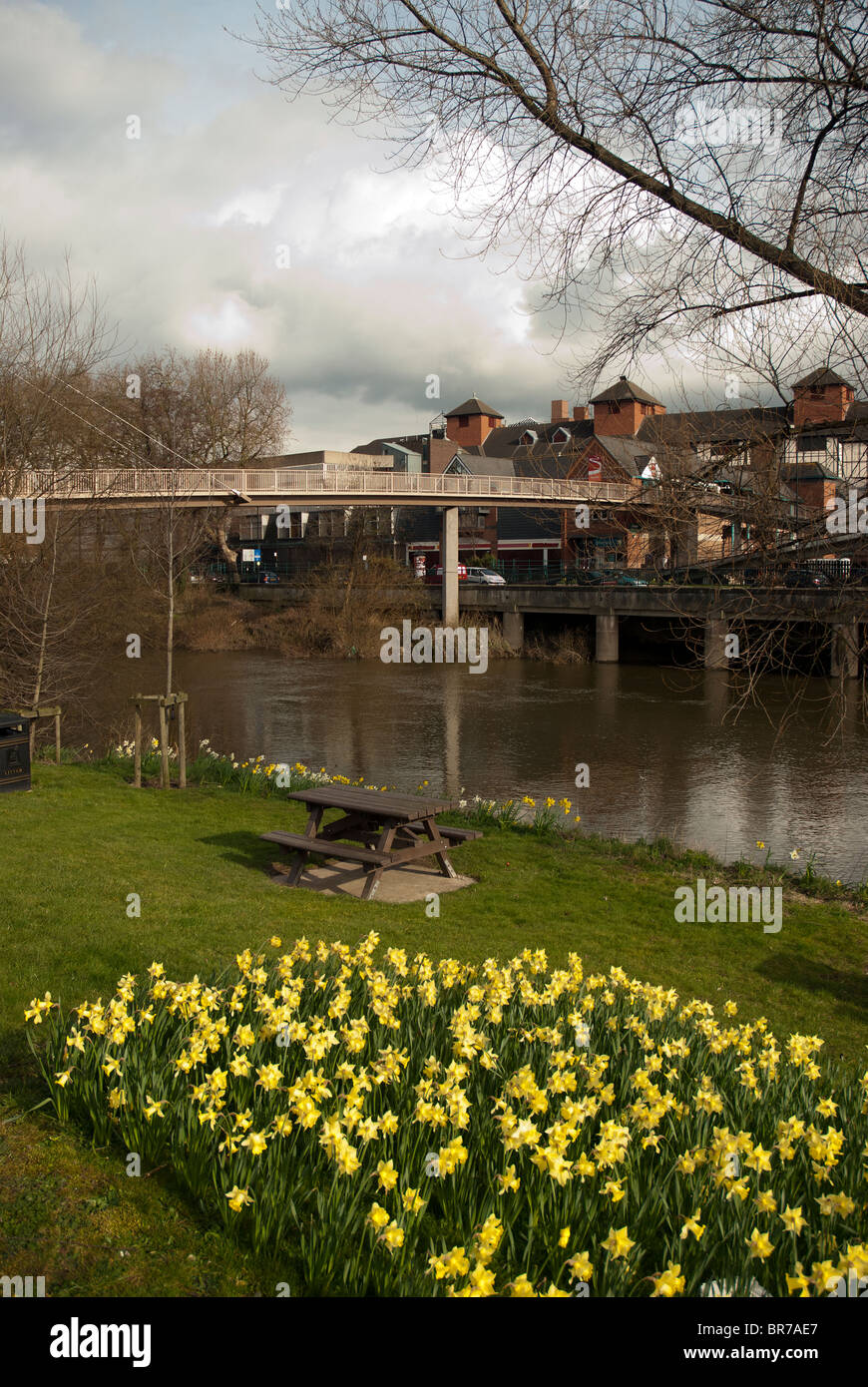 Beneath a sunny sky spring daffodils blooming on the banks of the River Severn in Shrewsbury, Shropshire, England, UK Stock Photo