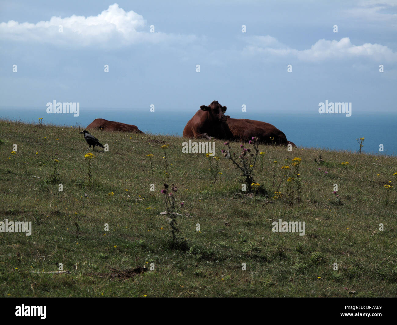 Coastal Grazing High Resolution Stock Photography and Images - Alamy