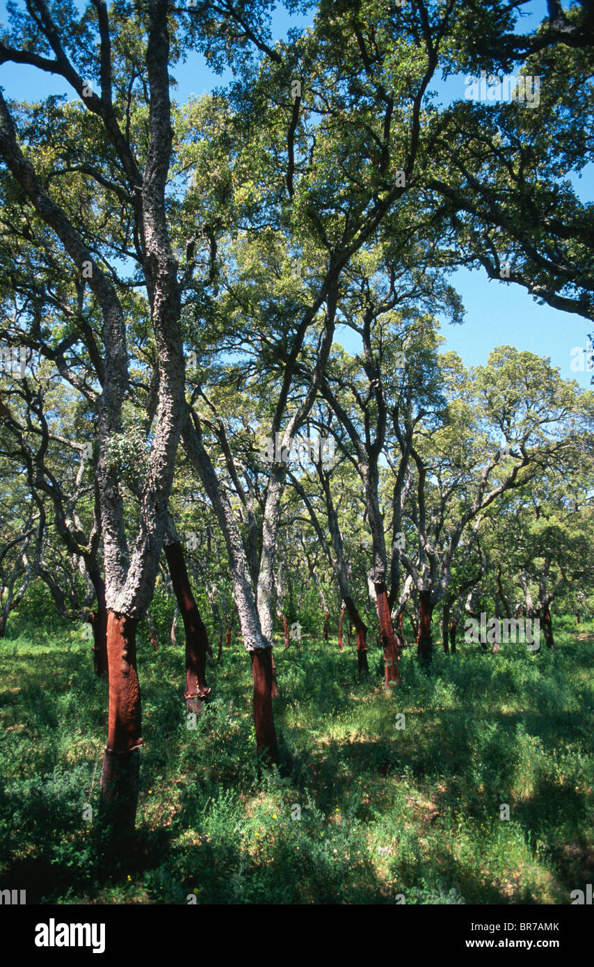 Cork oak trees near Calangianus, Sardinia, Italy. Stock Photo