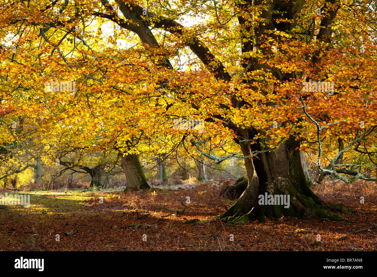 A Woodland scene in the New Forest in autumn Stock Photo