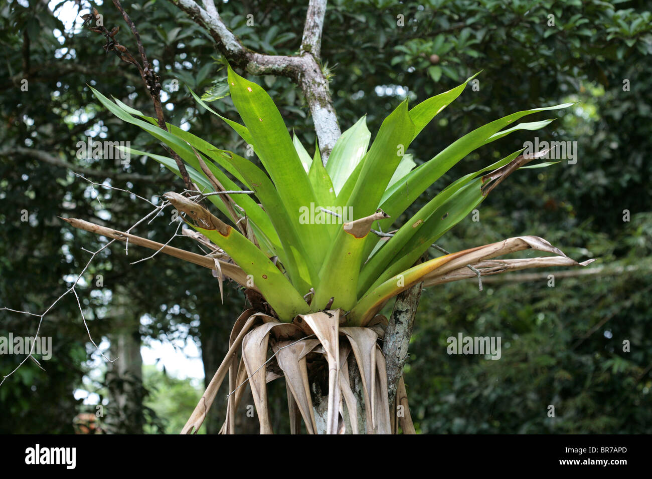 Parasitic plant on a branch of a tree at the Soberania National Park, Panama Province, Panama Stock Photo