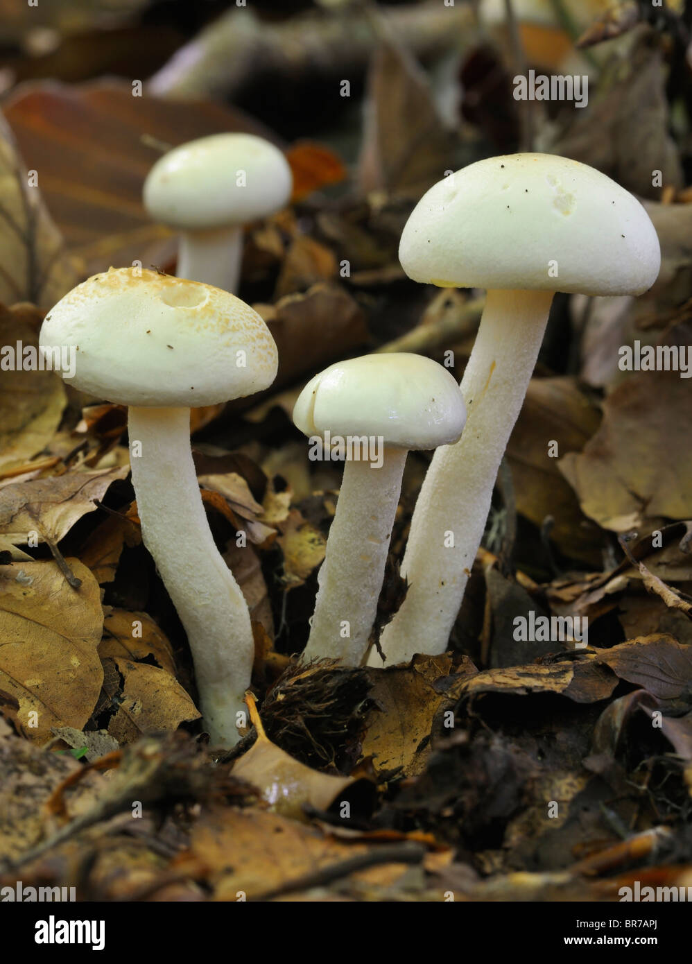 Ivory Woodwax Fungi - Hygrophorus eburneus Growing in Beech leaf litter Stock Photo