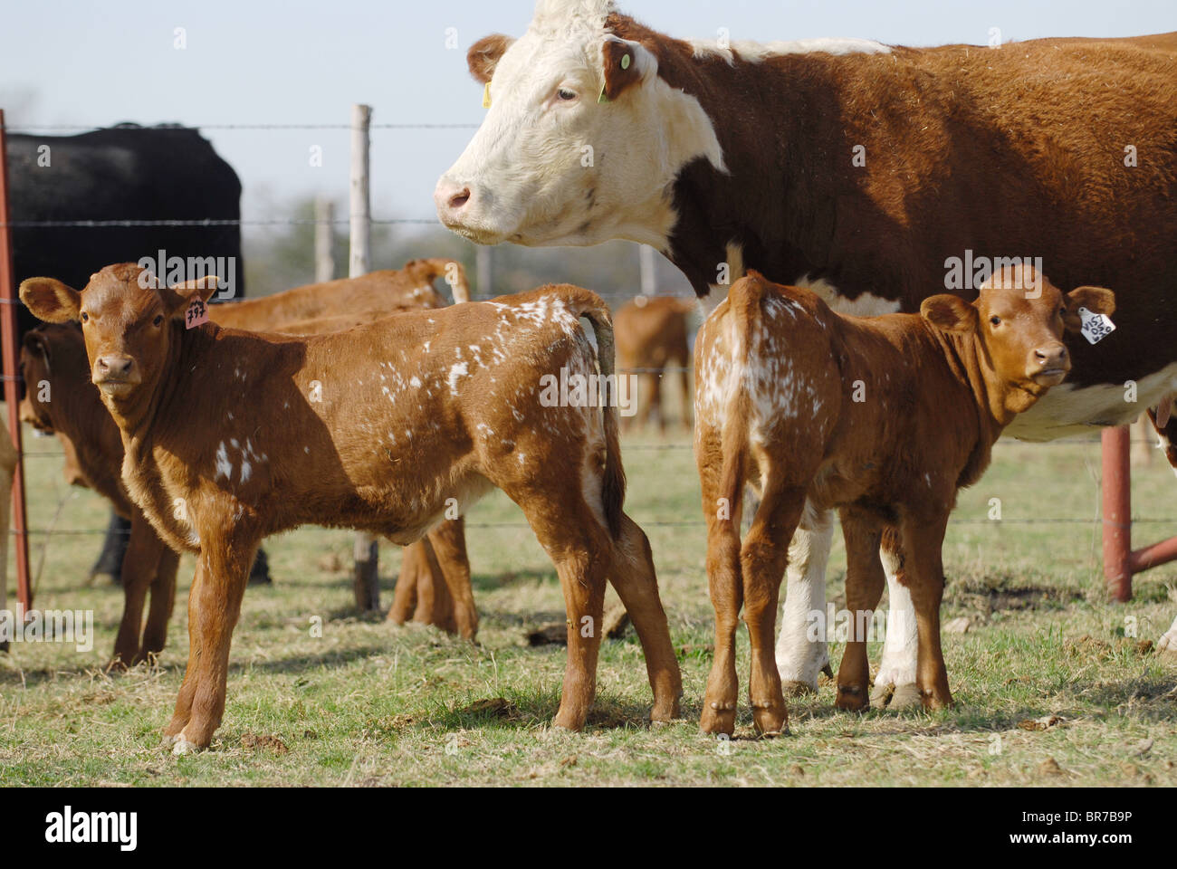 Cloning livestock at Viagen Stock Photo Alamy