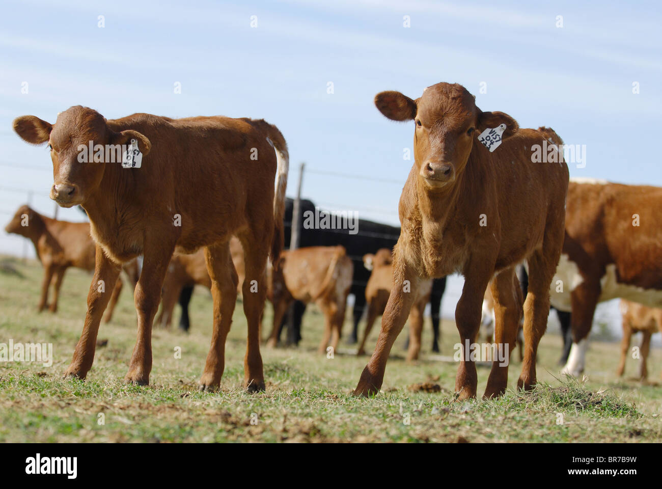 Cloning livestock at Viagen Stock Photo Alamy
