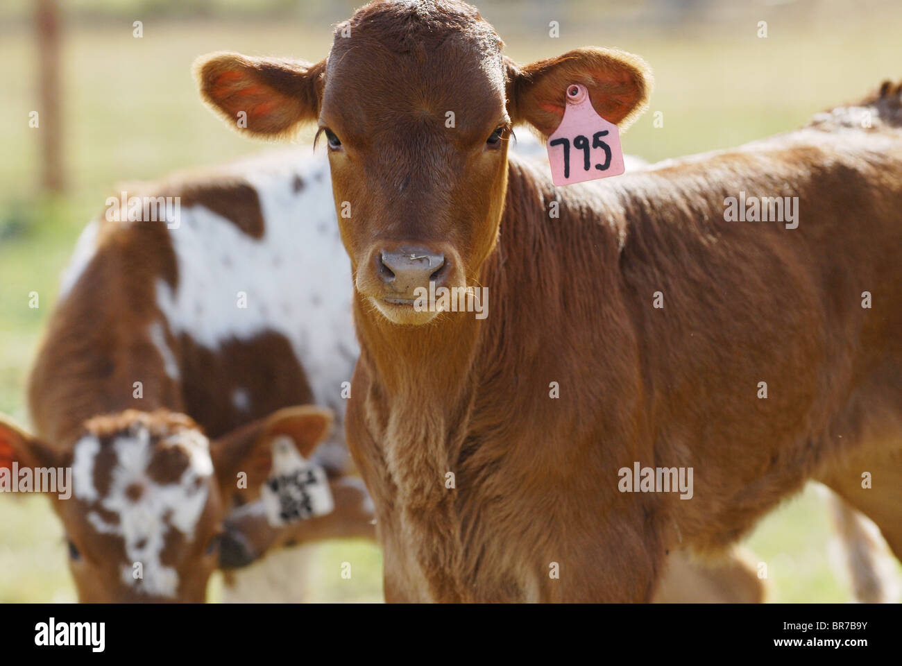 Cloning livestock at Viagen Stock Photo Alamy