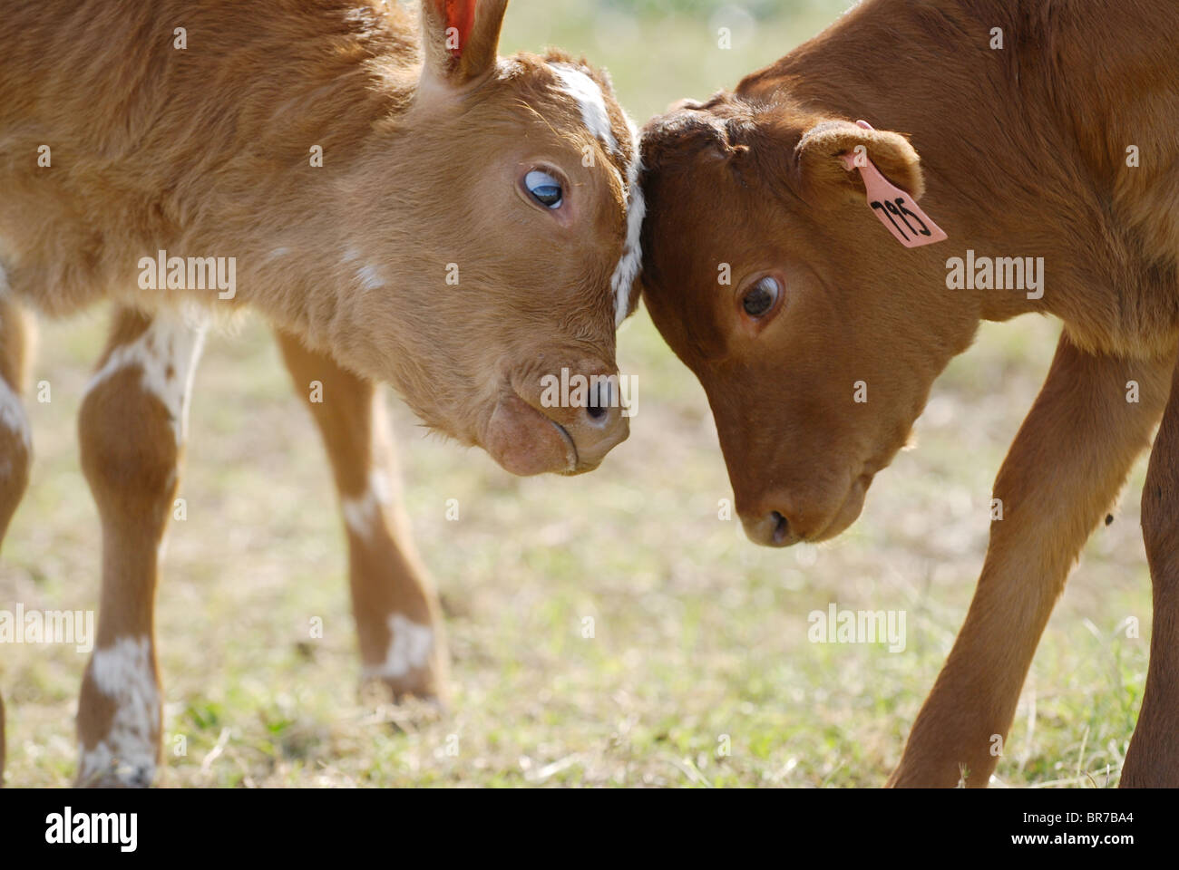Cloning livestock at Viagen Stock Photo Alamy