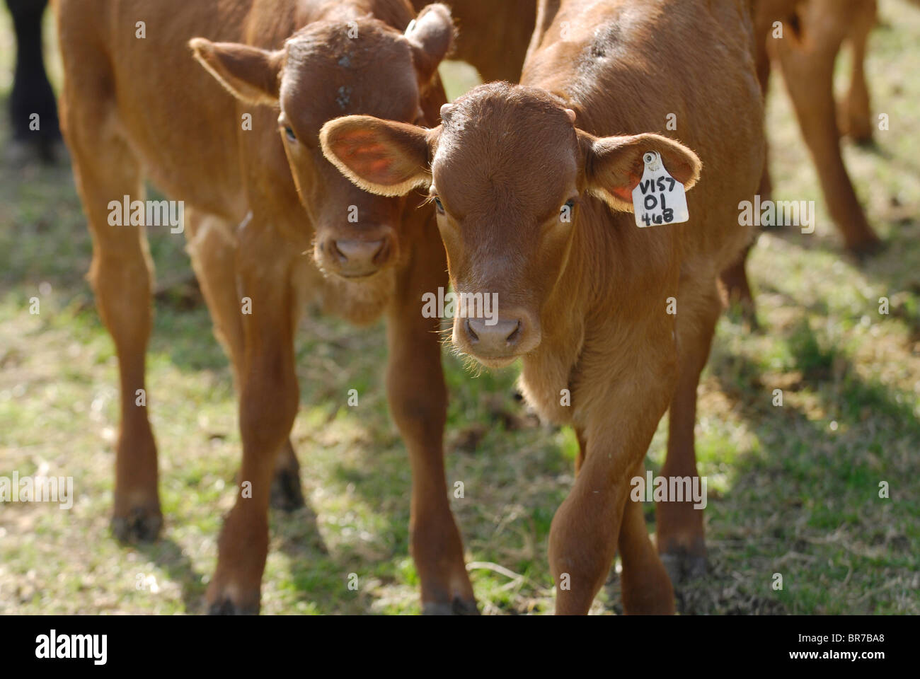 Cloning livestock at Viagen Stock Photo Alamy