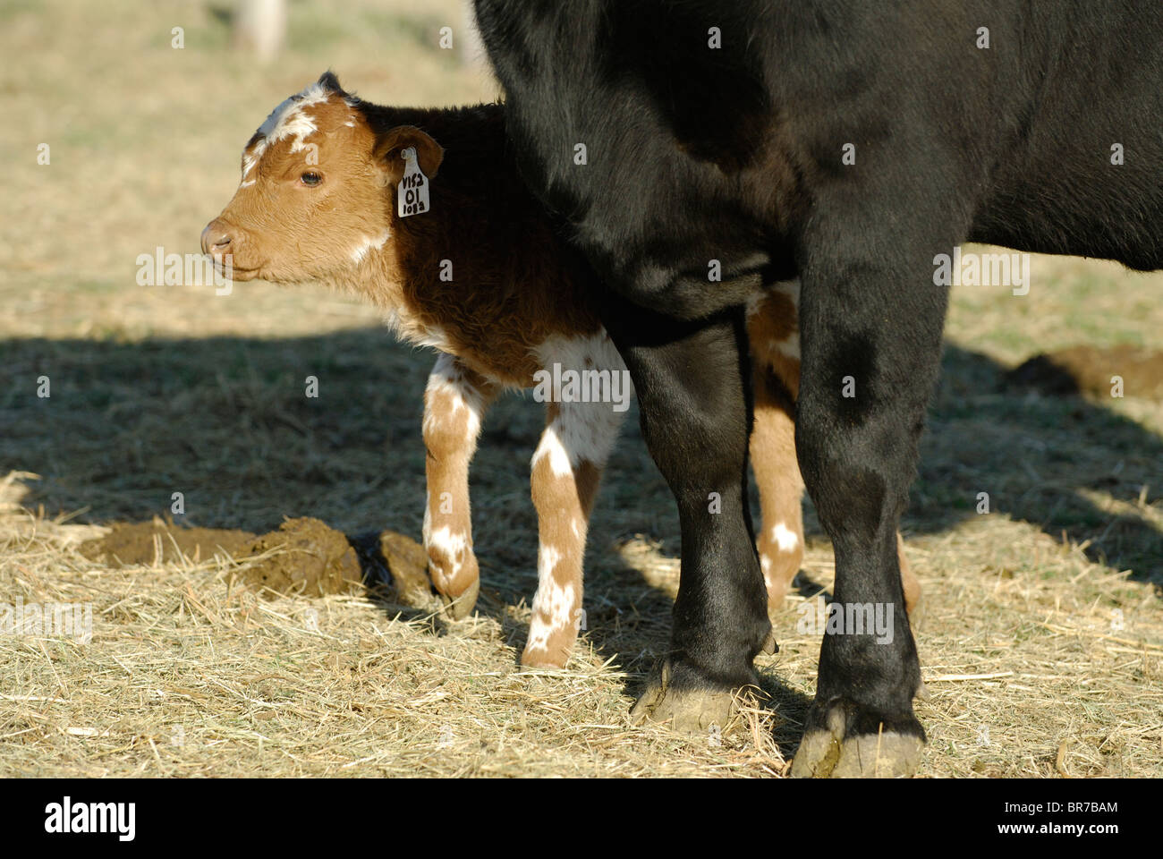 Cloning livestock at Viagen Stock Photo Alamy