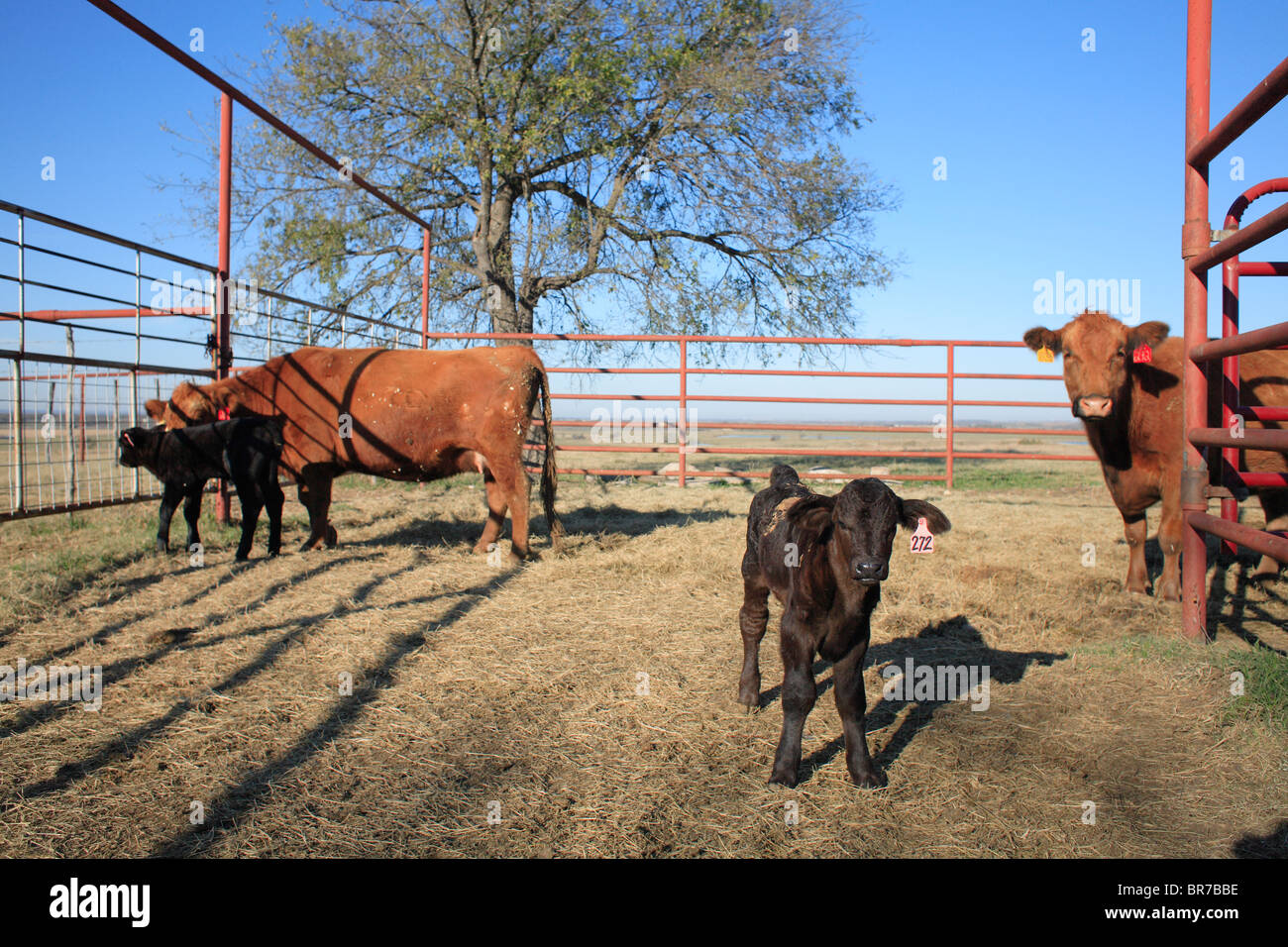 Cloning farm animals hires stock photography and images Alamy