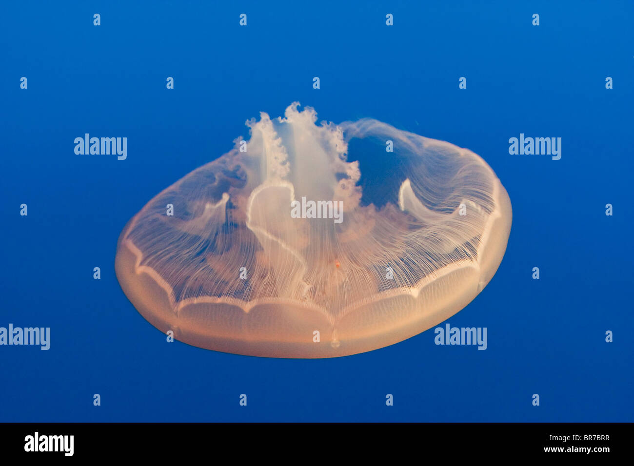 Moon Jellyfish at Monterey Bay Aquarium, California Stock Photo