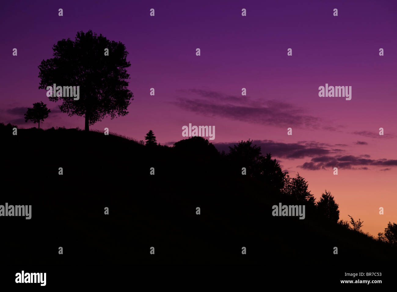Tree silhouette at dusk hi-res stock photography and images - Alamy