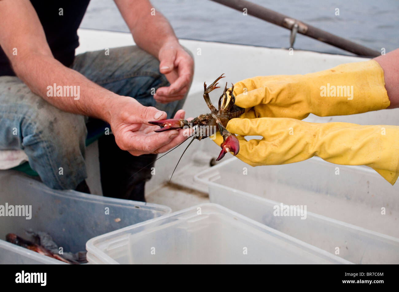 Fishermen inspect a crayfish in Sweden. Stock Photo