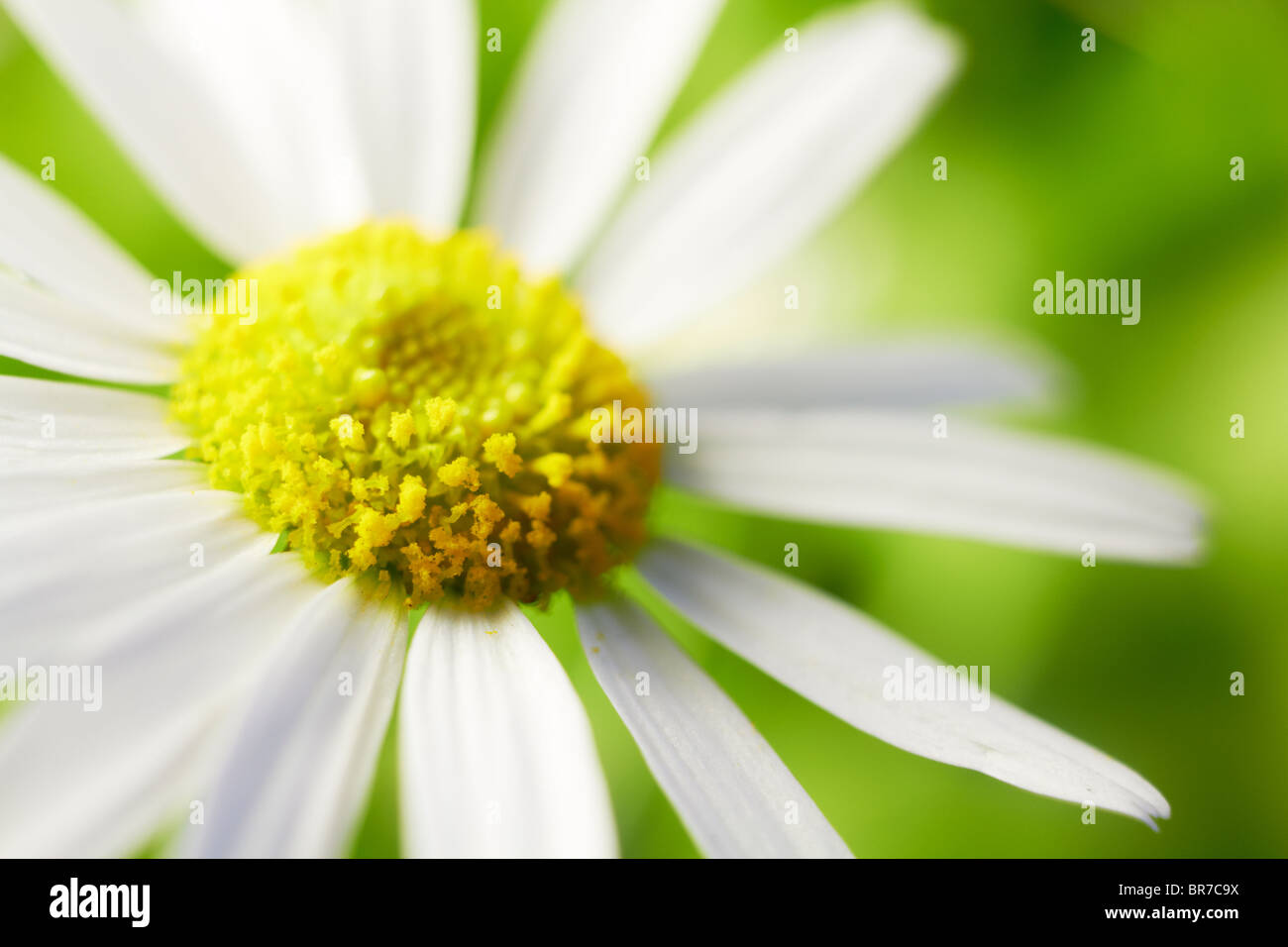 Chamomile flower. Closeup macro shot with shallow depth of field. Stock Photo