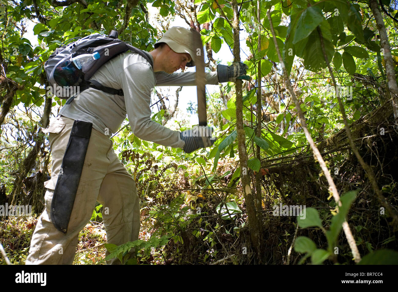 An Earthwatch volunteer from the United Kingdom chops down an invasive plant on Santa Cruz Island in the Galapagos. Stock Photo
