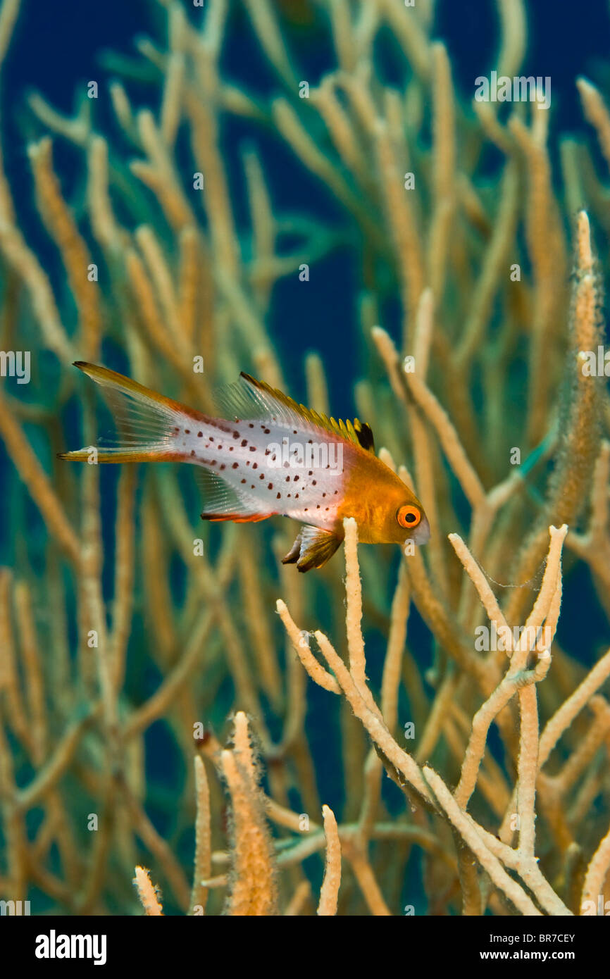 A Lyretail hogfish  sciantific name  Clathraria rubrinodis swimming in between some soft coral. Stock Photo