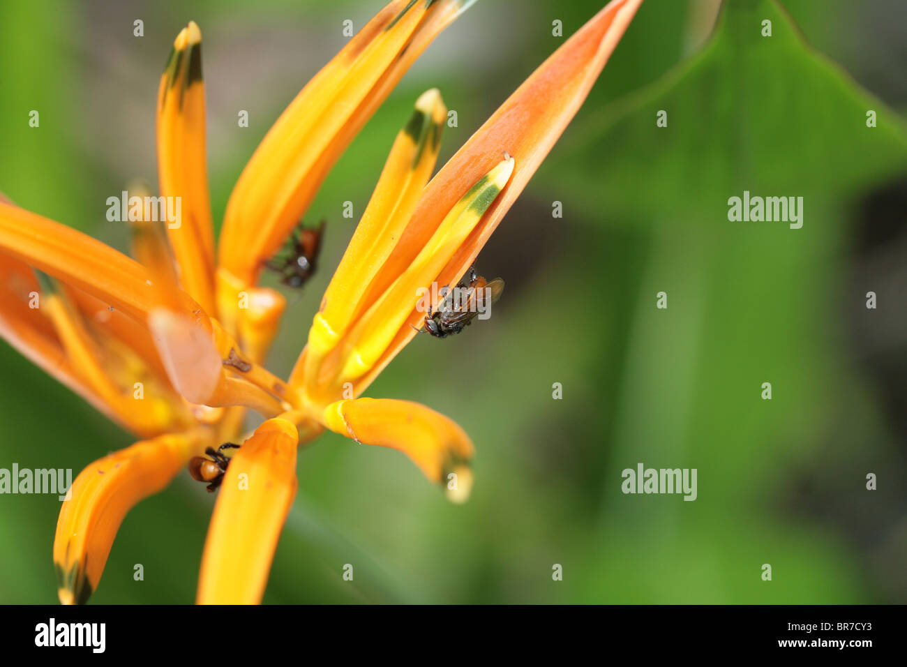 flower seen in the tropical rain forest of Panama. Stock Photo