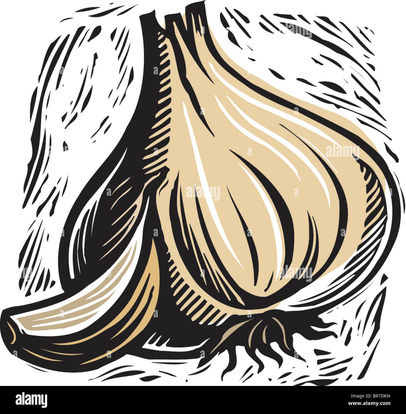 garlic and clove of garlic Stock Photo Alamy