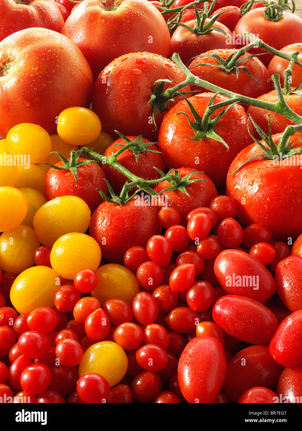 mixed yellow & red vine tomatoes Stock Photo