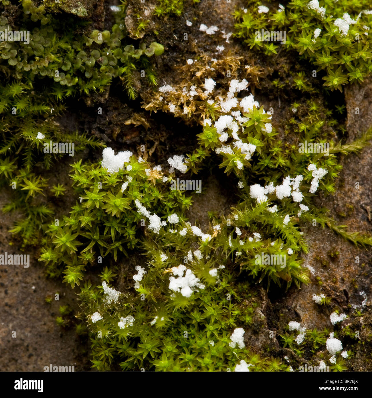 close up of moss with snowflakes Stock Photo