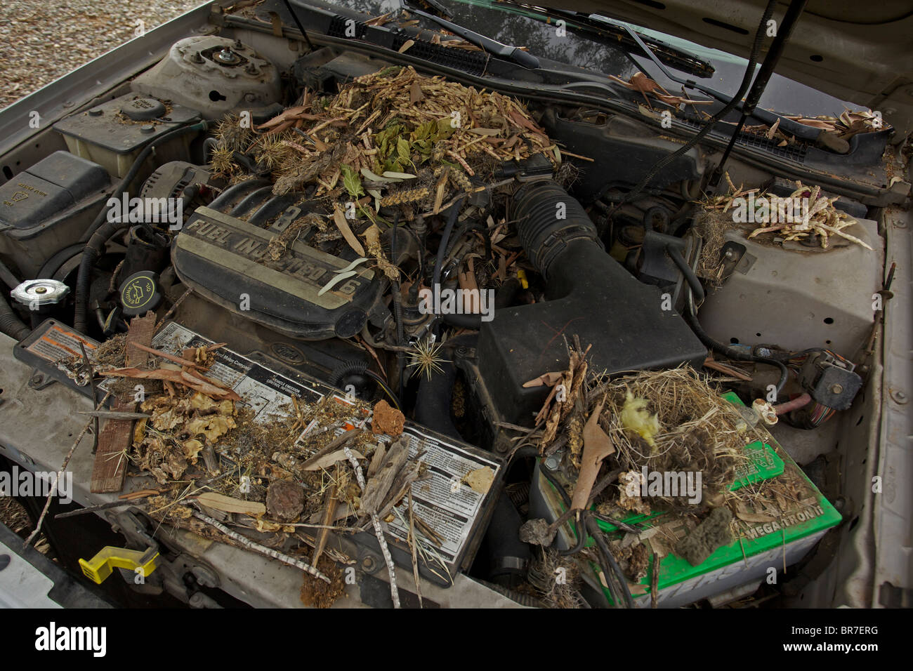 Whitethroated Woodrat (Neotoma albigula) Nest in Truck Engine  - Commonly known as packrats - Sonoran Desert Arizona - USA Stock Photo