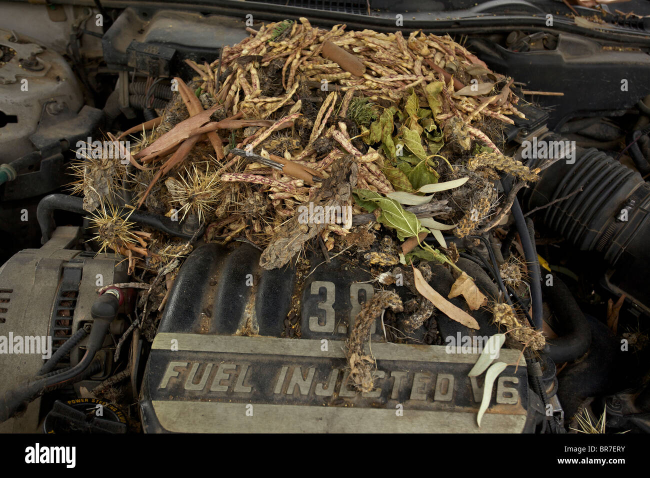 Whitethroated Woodrat (Neotoma albigula) Nest in Truck Engine  - Commonly known as packrats - Sonoran Desert Arizona - USA Stock Photo