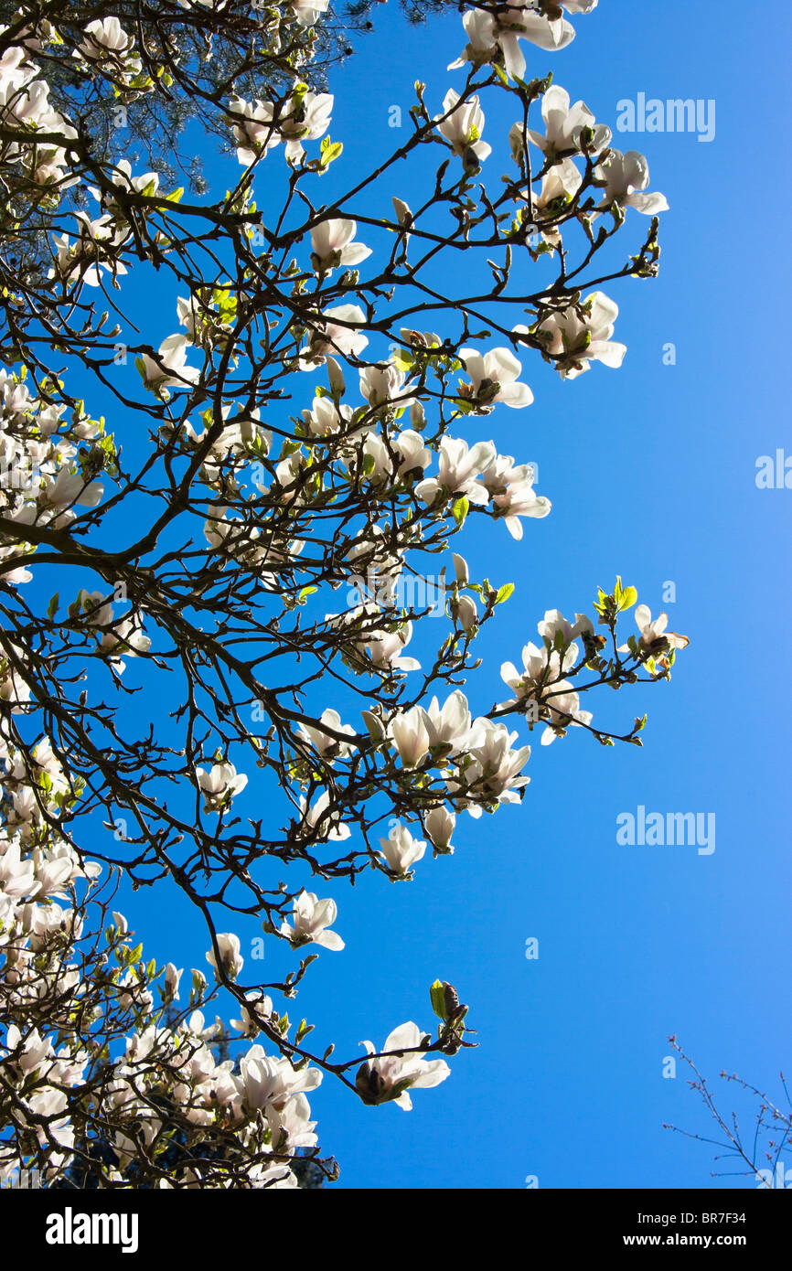 White magnolia blossom against blue sky Stock Photo - Alamy