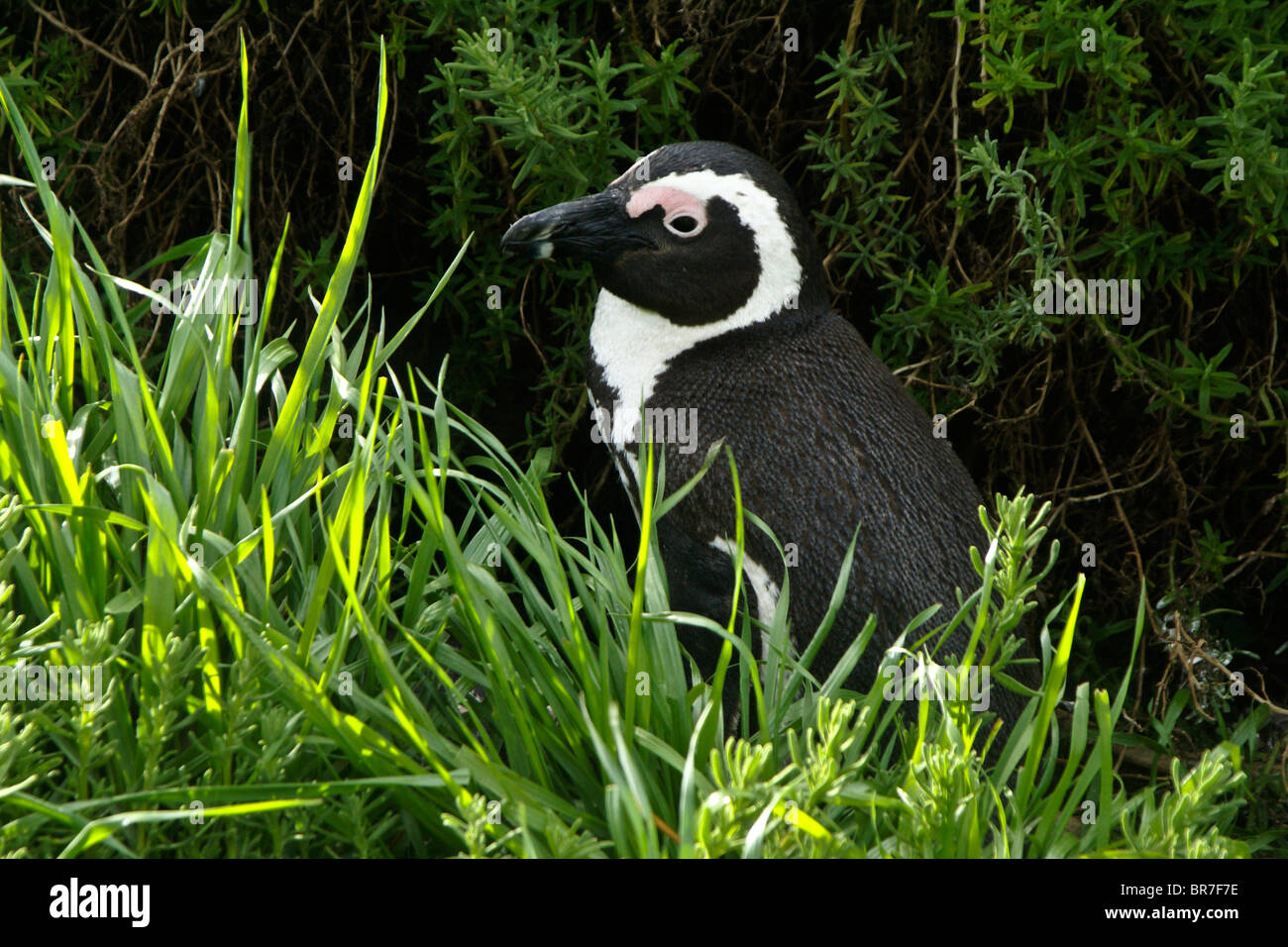 African (jackass, black-footed) penguin, South Africa Stock Photo