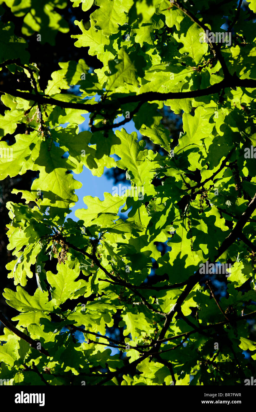 Blue oak hi-res stock photography and images - Alamy